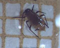 Image of English Grain Aphid