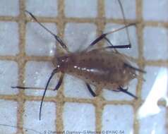 Image of English Grain Aphid