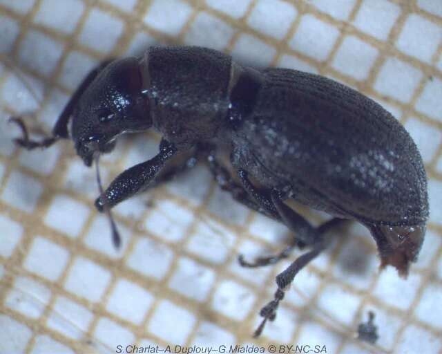 Image of Fuller rose beetle