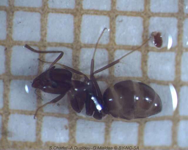 Image of Iridomyrmex anceps (Roger 1863)