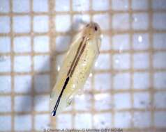 Image of Two-spotted leafhopper