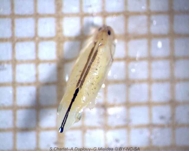 Image of Two-spotted leafhopper