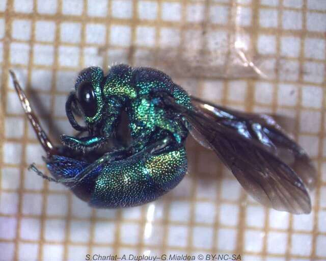 Image of <i>Chrysis angolensis</i>