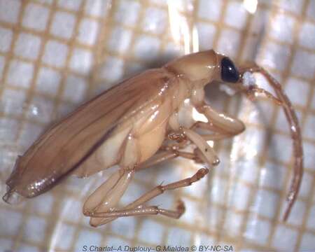 Image of false blister beetles