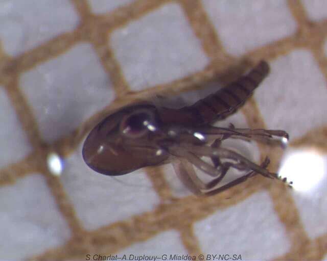 صورة Homalodisca vitripennis (Germar 1821)