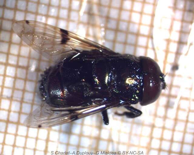 Image of Syrphid fly