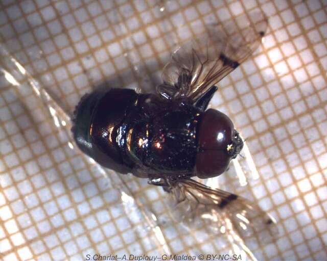 Image of Syrphid fly