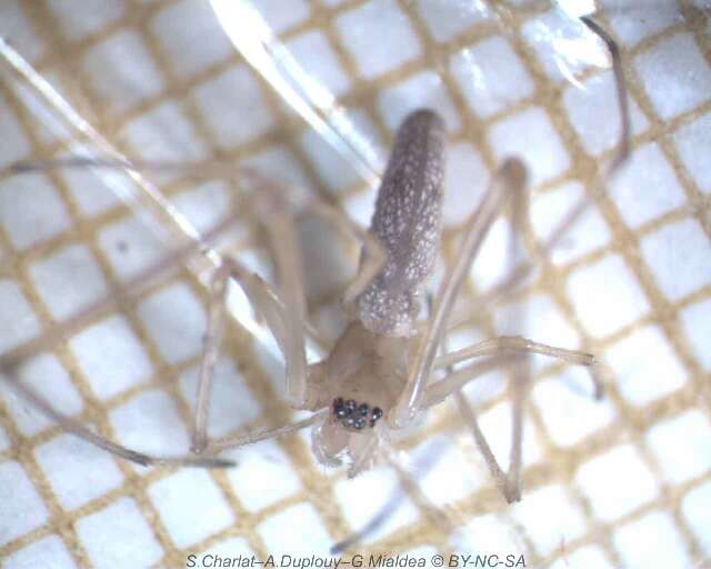 Image of Tetragnatha maxillosa Thorell 1895