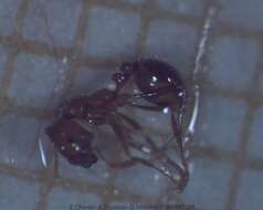 Image of Fire ant