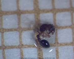 Image of Ant