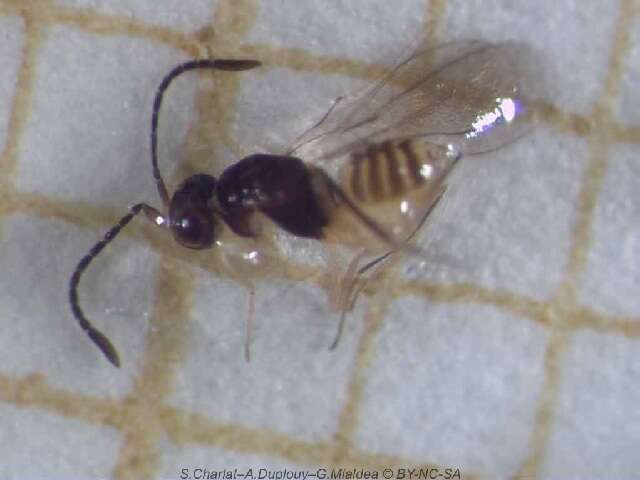 Image of fairyflies