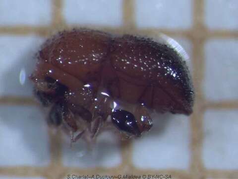 Image of granulated ambrosia beetle