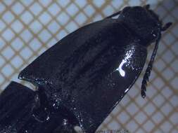 Image of <i>Chalcolepidius silbermanni</i>