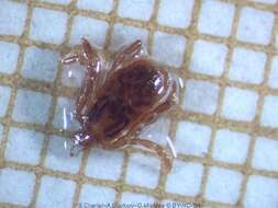 Image of hard ticks