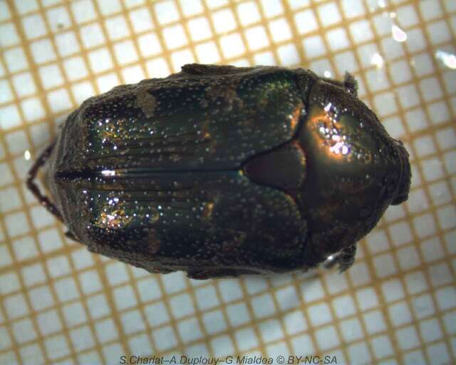 Image of Asian mango flower beetle