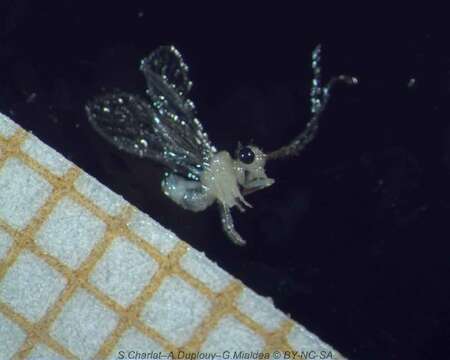 Image of Psocomorpha
