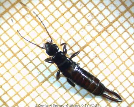 Image of little earwigs