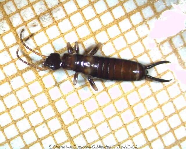 Image of little earwigs