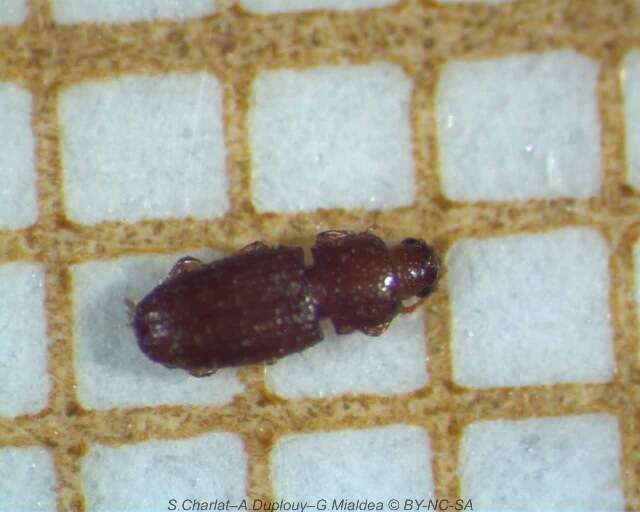 Image of dry bark beetles