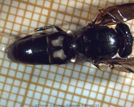 Image of Black Soldier Fly