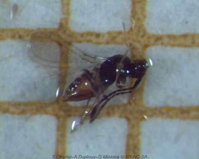 Image of fairyflies