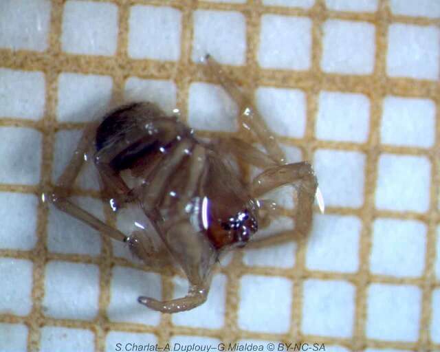 Image of titanoecid spiders