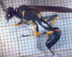 Image of Black and Yellow Mud Dauber