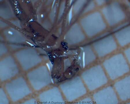 Image of Longjawed orbweaver