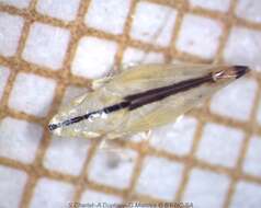 Image of Two-spotted leafhopper