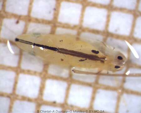 Image of Two-spotted leafhopper