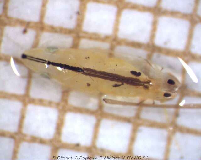 Image of Two-spotted leafhopper