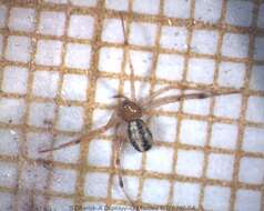 Image of Spider