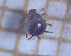 Image of Cowpea aphid