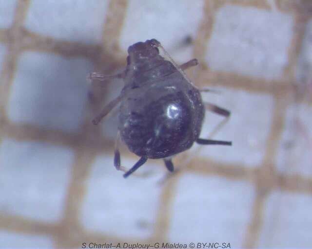 Image of Cowpea aphid