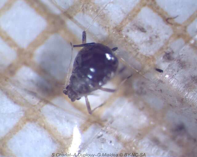 Image of Cowpea aphid