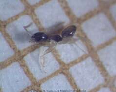 Image of Ant