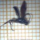 Ichneumon veo (Cheesman 1928) resmi