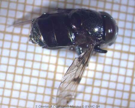 Image of Syrphid fly