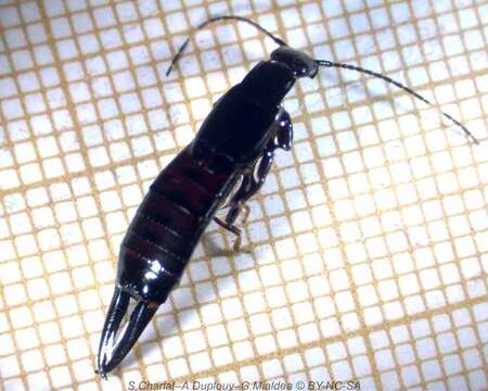 Image of black earwigs