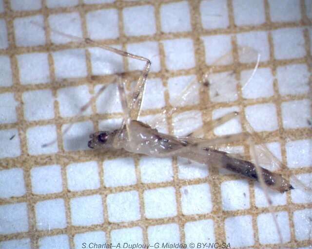 Image of Crane fly