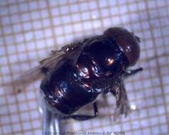 Image of Syrphid fly