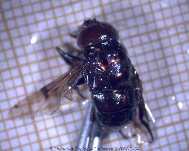 Image of Syrphid fly