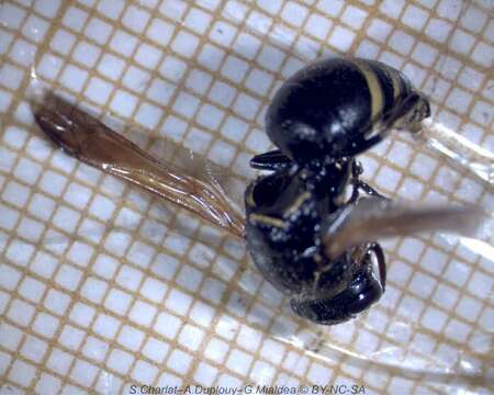 Image of Keyhole Wasp