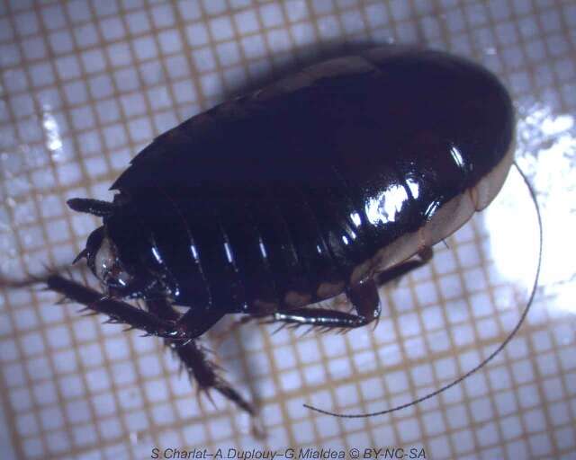 Image of Blattoidae