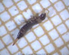 Image of little earwigs