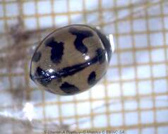 Image of Small Transverse Ladybird Beetle