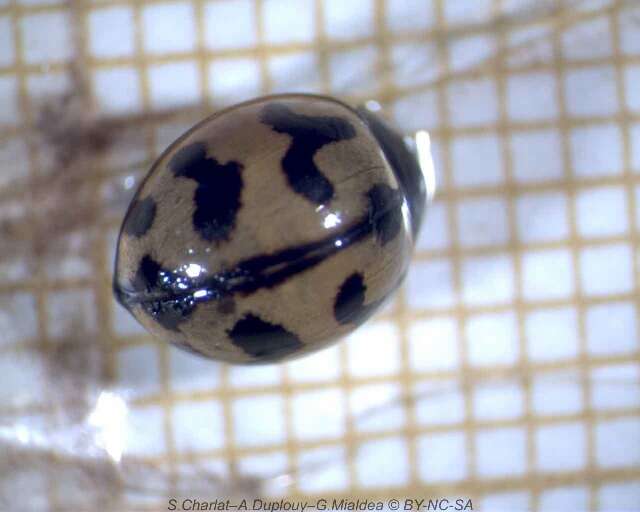 Image of <i>Coccinella transversalis</i>