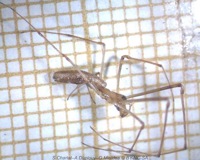 Image of Tetragnatha maxillosa Thorell 1895