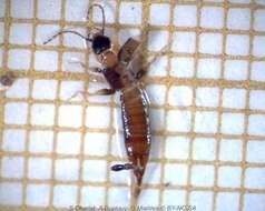 Image of little earwigs