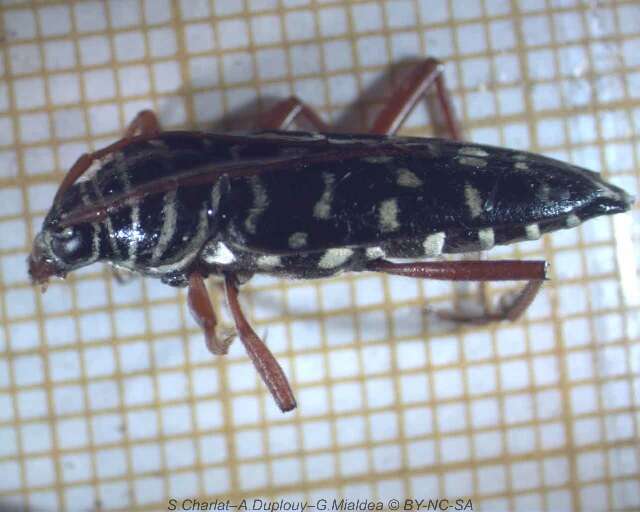 Image of Kiawe round headed borer